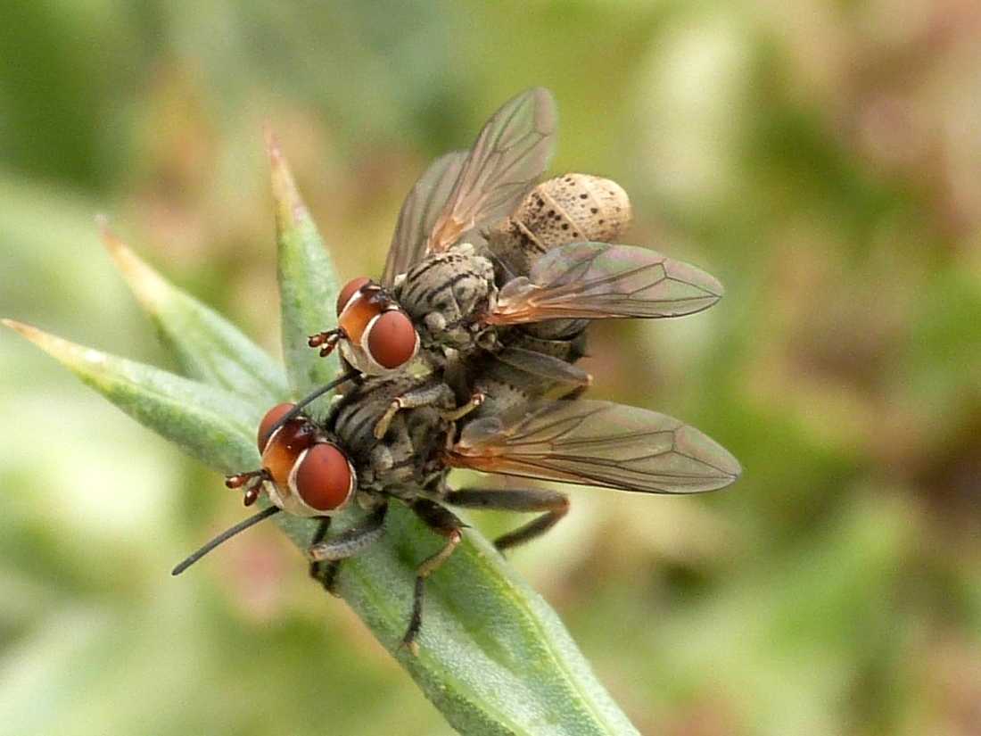 Conopidae (Zodion sp.) in accoppiamento